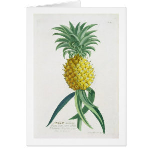 Pineapple engraved by Johann Jakob Haid (1704-67)