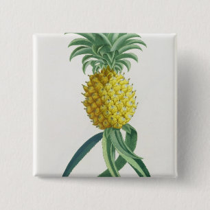 Pineapple engraved by Johann Jakob Haid (1704-67) 15 Cm Square Badge