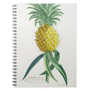 Pineapple engraved by Johann Jakob Haid (1704-67) Notebook
