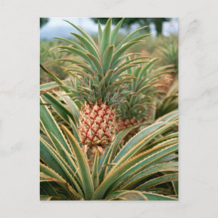 Pineapple Field Postcard