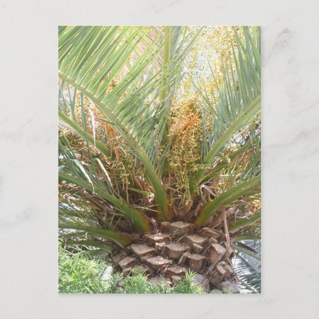 Pineapple Palm Poster Postcard (Front)