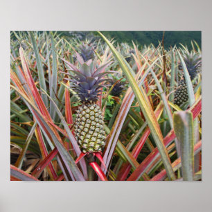 Pineapple, Pineapple Field, Photography Poster