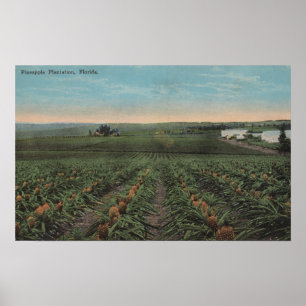 Pineapple Plantation Ready for Harvest in Florid Poster