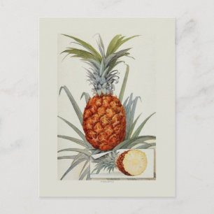 Pineapple Postcard
