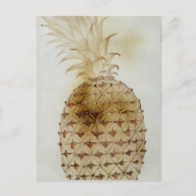 Pineapple Postcard (Front)