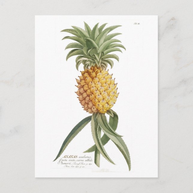 Pineapple Postcard (Front)