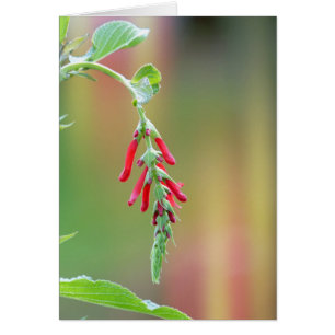 Pineapple Sage Bloom