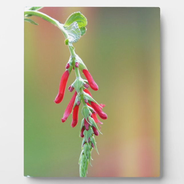 Pineapple Sage Bloom Plaque (Front)