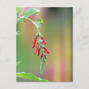Pineapple Sage Bloom Postcard