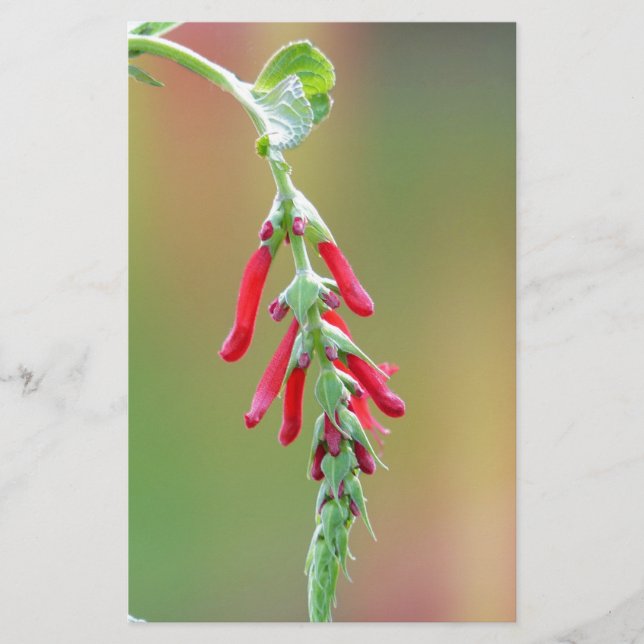 Pineapple Sage Bloom Stationery (Front)