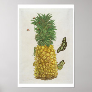 Pineapple with caterpillar and butterflies (hand-c poster