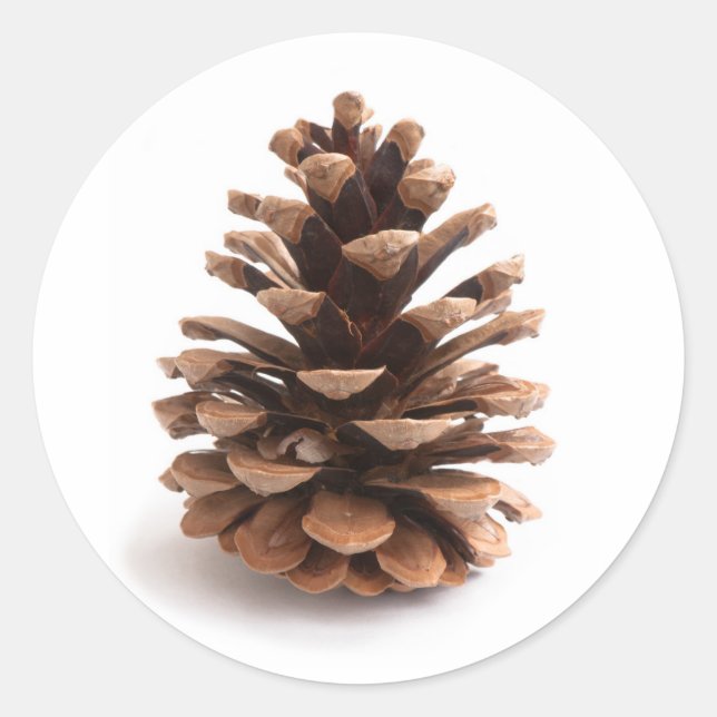 Pinecone Classic Round Sticker (Front)