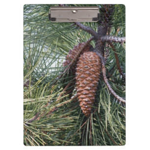 Pinecone on the pine tree clipboard