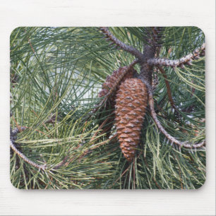 Pinecone on the pine tree mouse mat