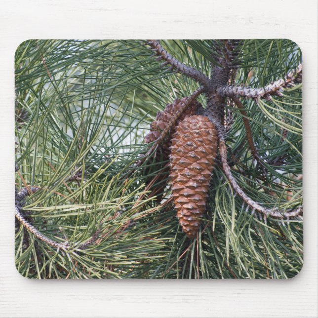 Pinecone on the pine tree mouse mat (Front)