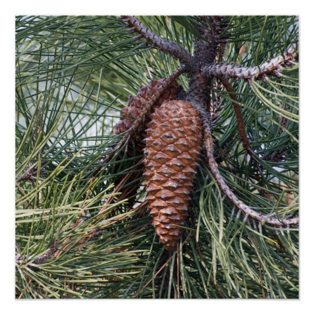 Pinecone on the pine tree poster (Front)