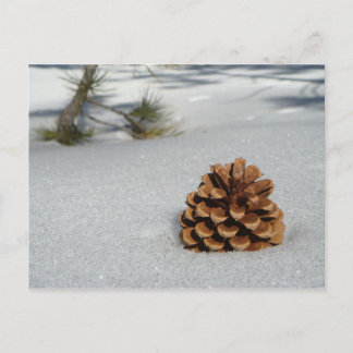 Pinecone on the Snow Postcard