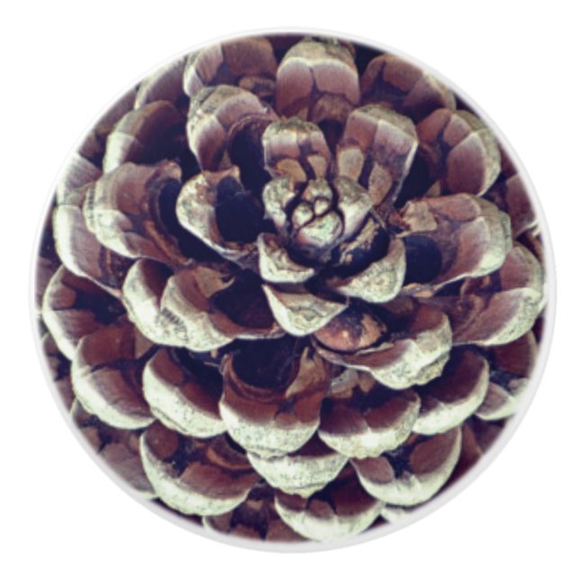 Pinecone rustic nature fall winter  ceramic knob (Front)
