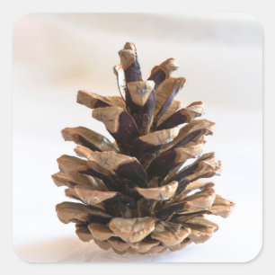 Pinecone Square Sticker