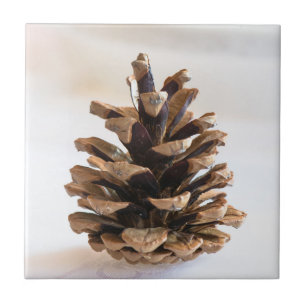 Pinecone Tile