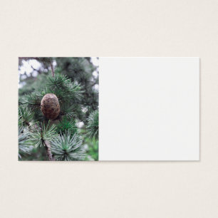 Pinecones