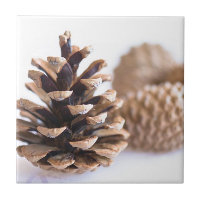 Pinecones Tile (Front)
