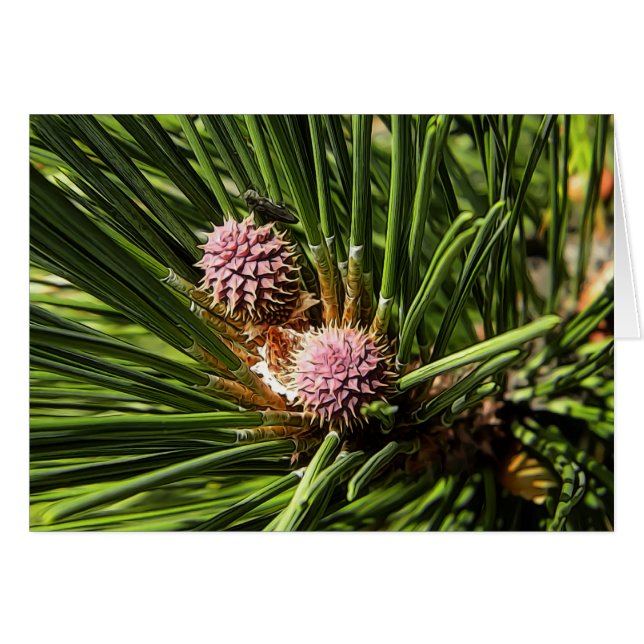 Pineflower (Front Horizontal)