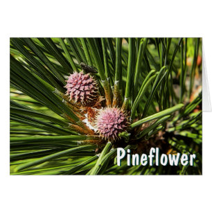 Pineflower