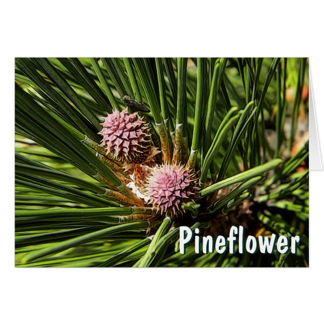 Pineflower (Front Horizontal)