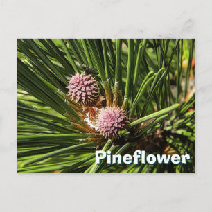 Pineflower Postcard
