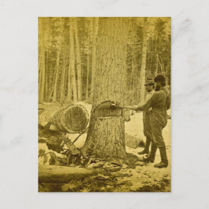 Pineries of Michigan Goodridge Brothers Saginaw MI Postcard