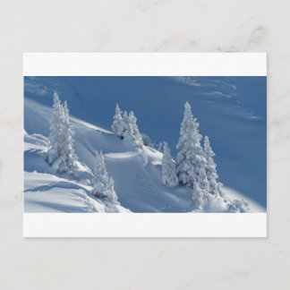 Pines Covered with Snow Postcard