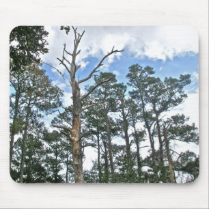 Pines on Beach Nature Trail OBX NC Mouse Mat