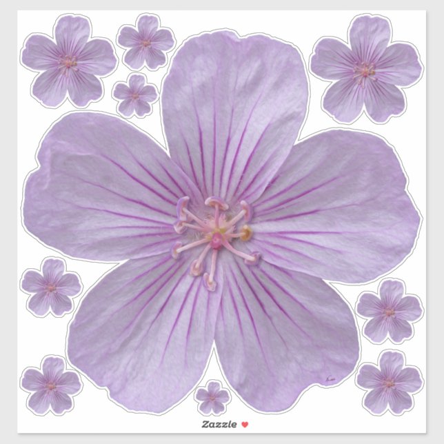 Pineywoods Geranium #1 (Sheet)