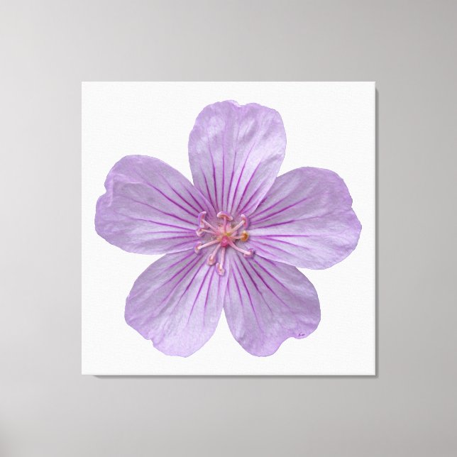 Pineywoods Geranium #1 Canvas Print (Front)