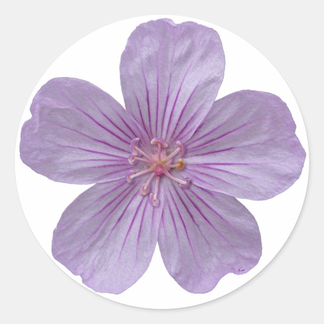 Pineywoods Geranium #1 Classic Round Sticker (Front)