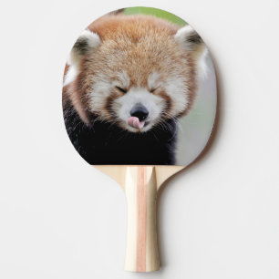 ping pong paddle Photo red panda , animals.