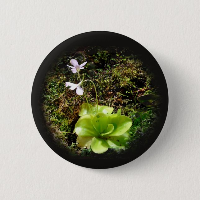 Pinguicula reticulata 6 cm round badge (Front)