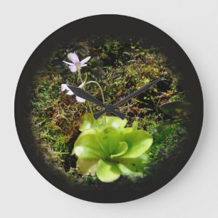 Pinguicula reticulata large clock