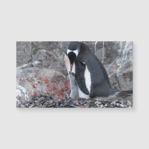 Pinguin with a chick