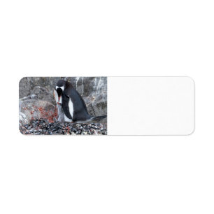 Pinguin with a chick