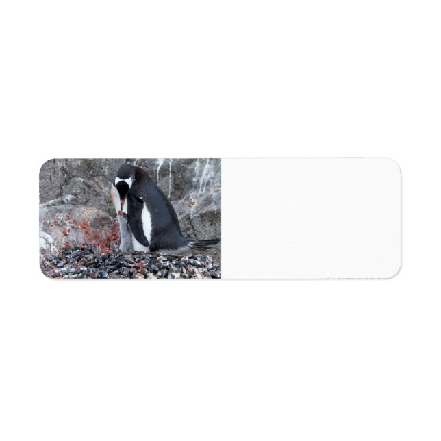 Pinguin with a chick (Front)