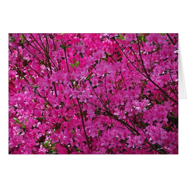 Pink! (Front Horizontal)