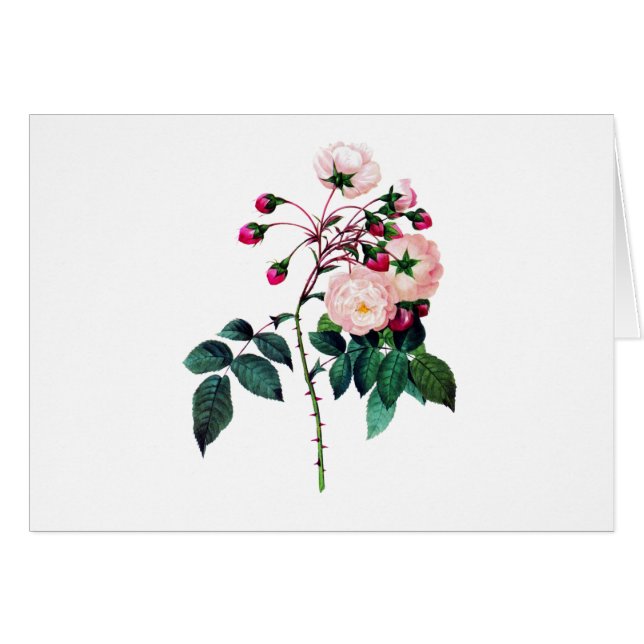 Pink Adelaide D'Orleans Rose by Pierre Redoute (Front Horizontal)