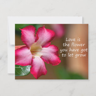Pink Adenium Obesum flower a.k.a. Desert Rose Postcard
