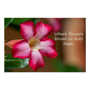 Pink Adenium Obesum flower a.k.a. Desert Rose Poster