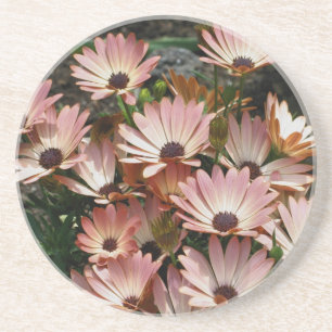 Pink African Daisies Floral Coaster