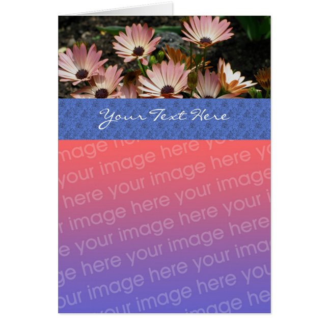 Pink African Daisies Floral Photo Card (Front)
