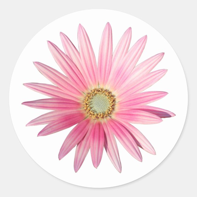 Pink African Daisy Classic Round Sticker (Front)