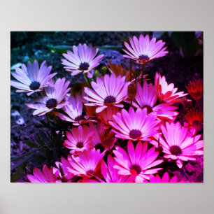 Pink African Daisy Flowers Abstract Poster